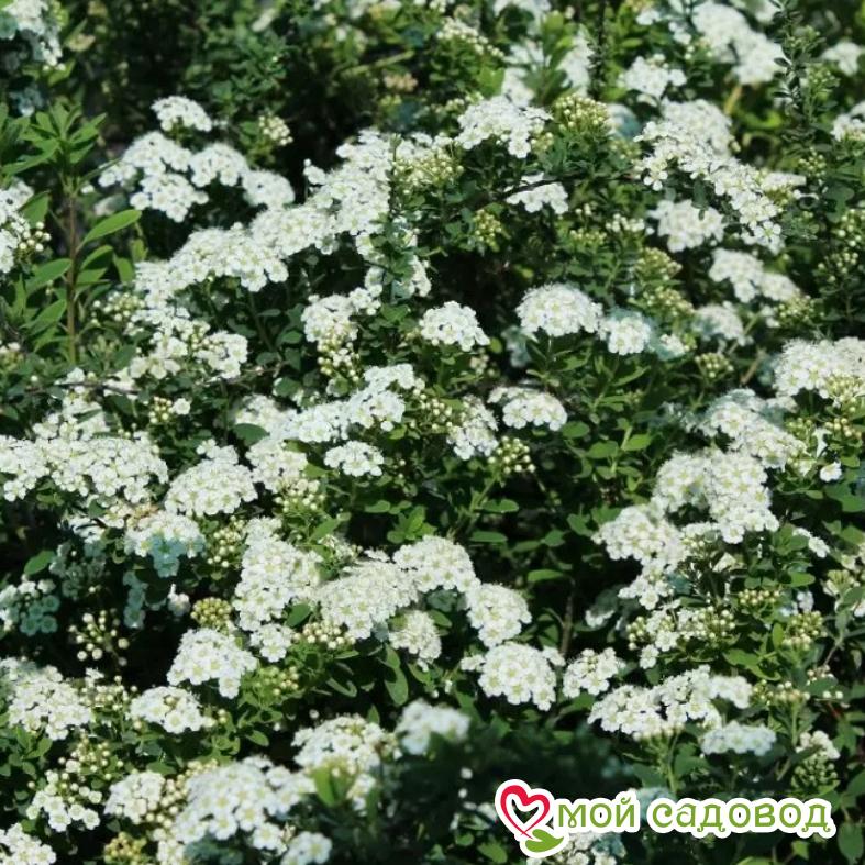 Спирея ниппонская "Сноумаунд" (Snowmound)