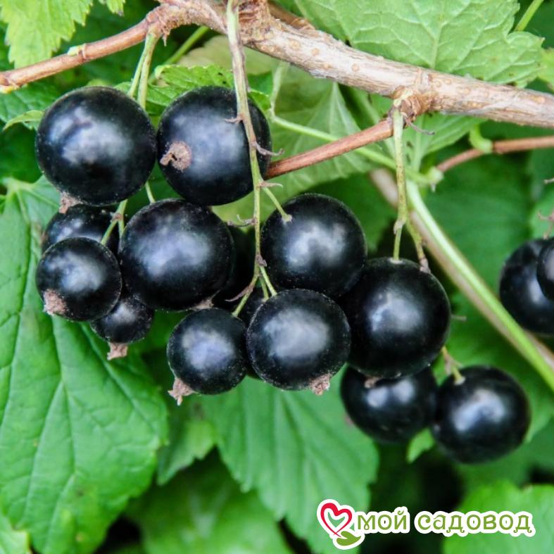 Черная смородина Нестор Козин