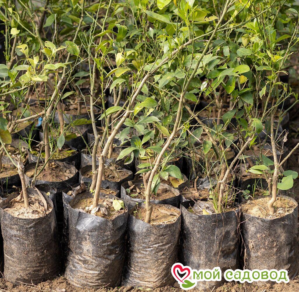 Алыча Изобилие